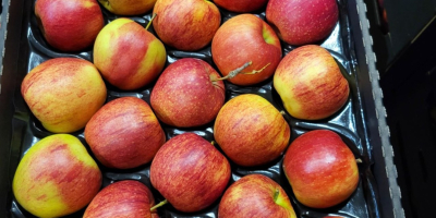 Golden, Prince, Gala, Champion, Idared. Entrega al por mayor