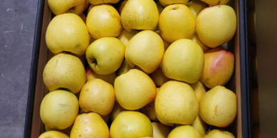 Golden, Prince, Gala, Champion, Idared. Entrega al por mayor