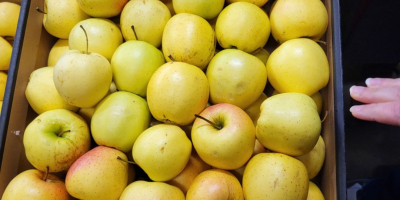 Golden, Prince, Gala, Champion, Idared. Entrega al por mayor