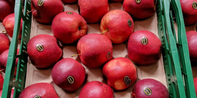 Golden, Prince, Gala, Champion, Idared. Entrega al por mayor