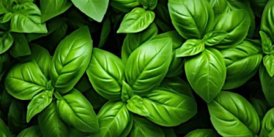 Albahaca genovesa y morada de Georgia. Somos una granja