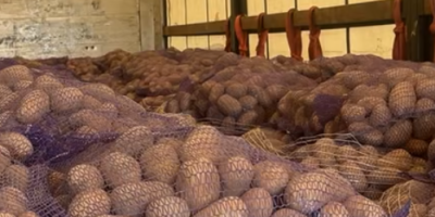 Venderé patatas comestibles de las siguientes variedades: GALA, QUENN