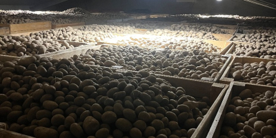 Venderé patatas comestibles de las siguientes variedades: GALA, QUENN