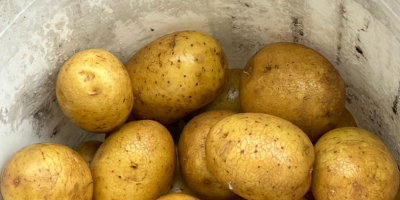 Venderé patatas comestibles de las siguientes variedades: GALA, QUENN