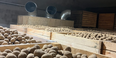 Venderé patatas comestibles de las siguientes variedades: GALA, QUENN