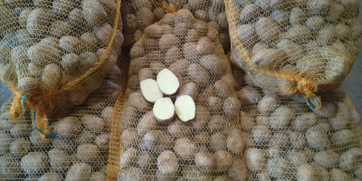 Vendo papas variedad SUNITA, bolsas de malla atadas a