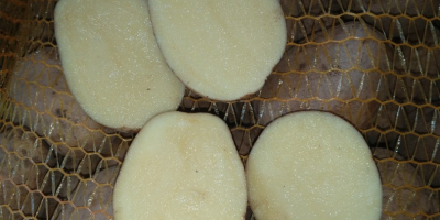 Vendo papas variedad SUNITA, bolsas de malla atadas a