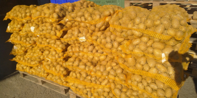 Vendo papas variedad SUNITA, bolsas de malla atadas a