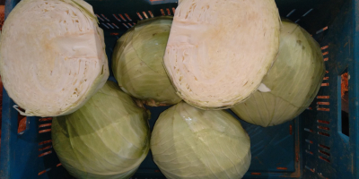 Vendo col blanca variedad Ancoma cabeza 2-4 kg.