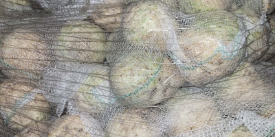 Apio en venta, calibre 0,4-1,3 kg. Calidad de mercado.