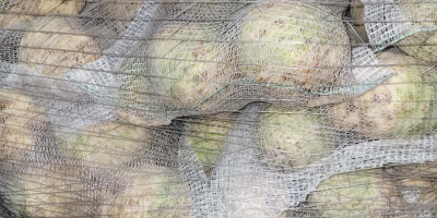 Apio en venta, calibre 0,4-1,3 kg. Calidad de mercado.