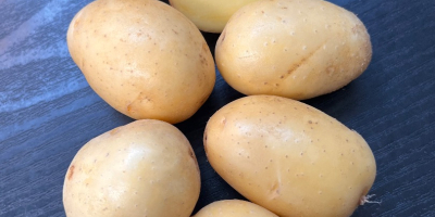 Vendo papas baby, variedad Reina Ana, calibre 20-45. Se
