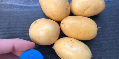 Vendo papas baby, variedad Reina Ana, calibre 20-45. Se