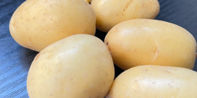 Vendo papas baby, variedad Reina Ana, calibre 20-45. Se