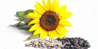 Nuestra empresa produce semillas y granos de girasol de
