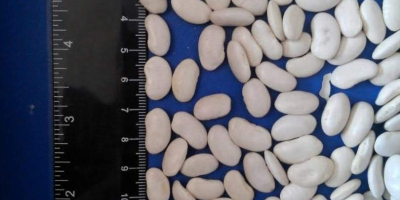 Frijoles blancos de primera calidad disponibles para la venta.