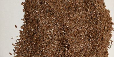 Ofrecemos semillas de lino marrón Bio con una pureza