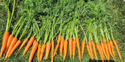 Somos una empresa familiar que cultiva zanahorias con certificación