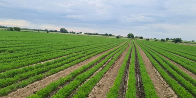 Somos una empresa familiar que cultiva zanahorias con certificación