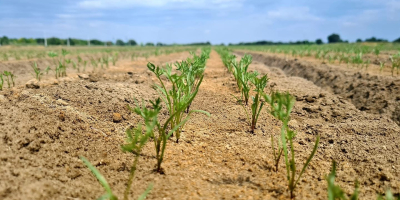 Somos una empresa familiar que cultiva zanahorias con certificación