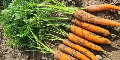 Somos una empresa familiar que cultiva zanahorias con certificación