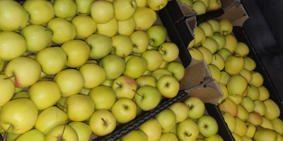 Venderé Idareta 65+ cantidad de camiones y golden retriever