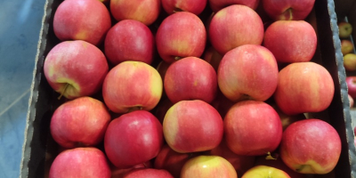 Venderé Idareta 65+ cantidad de camiones y golden retriever