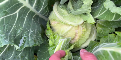 Vendo coliflor santa maria, aproximadamente 2-3 toneladas.