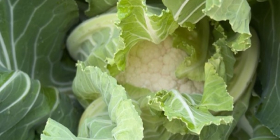 Vendo coliflor santa maria, aproximadamente 2-3 toneladas.