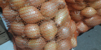 Vendo cebollas dulces de exhibición de la cosecha de