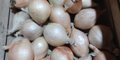 Vendo cebollas dulces de exhibición de la cosecha de
