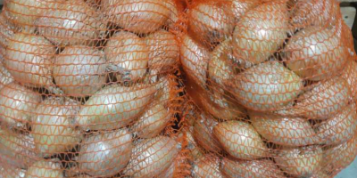 Vendo cebollas dulces de exhibición de la cosecha de