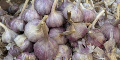 Me llamo Nurlybek y represento a KZ EXPORT. Nos