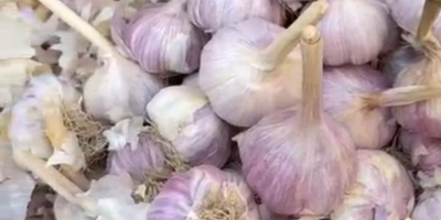 Me llamo Nurlybek y represento a KZ EXPORT. Nos