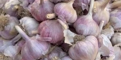 Me llamo Nurlybek y represento a KZ EXPORT. Nos