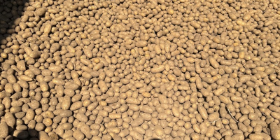 Vendo patatas comestibles con pruebas fitosanitarias reina Anna, Gala,