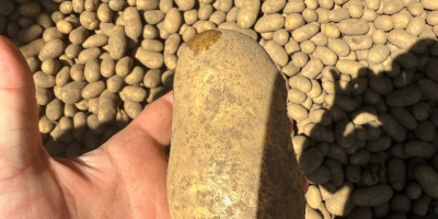 Vendo patatas comestibles con pruebas fitosanitarias reina Anna, Gala,