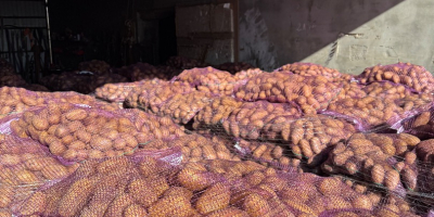 Vendo patatas comestibles con pruebas fitosanitarias reina Anna, Gala,