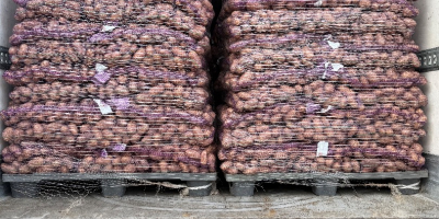 Vendo patatas comestibles con pruebas fitosanitarias reina Anna, Gala,