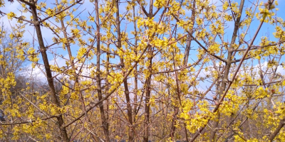 Se venden 200 kg de cornejo Juliusz (Cornus mas