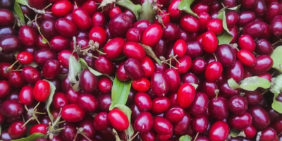 Se venden 200 kg de cornejo Juliusz (Cornus mas