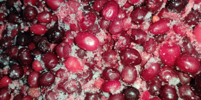 Se venden 200 kg de cornejo Juliusz (Cornus mas