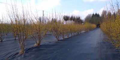 Se venden 200 kg de cornejo Juliusz (Cornus mas