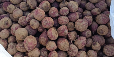 Vendo remolacha roja de la variedad Monty. El producto
