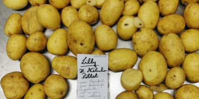 Vendo papas grandes, variedad Lilly. Por camión, directamente de