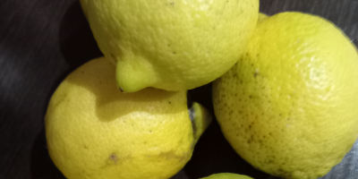 Limones sin tratar