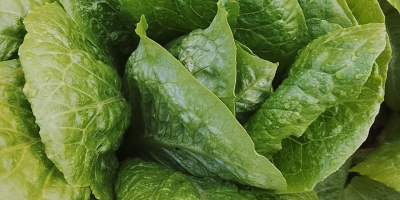 Buenas lechugas romana isasa y iceberg Precio se puede