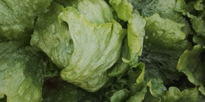 Buenas lechugas romana isasa y iceberg Precio se puede