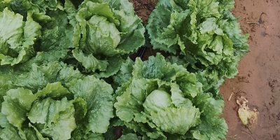 Buenas lechugas romana isasa y iceberg Precio se puede