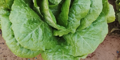 Buenas lechugas romana isasa y iceberg Precio se puede